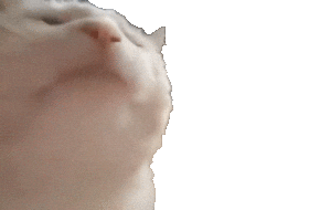 VIBE CAT player